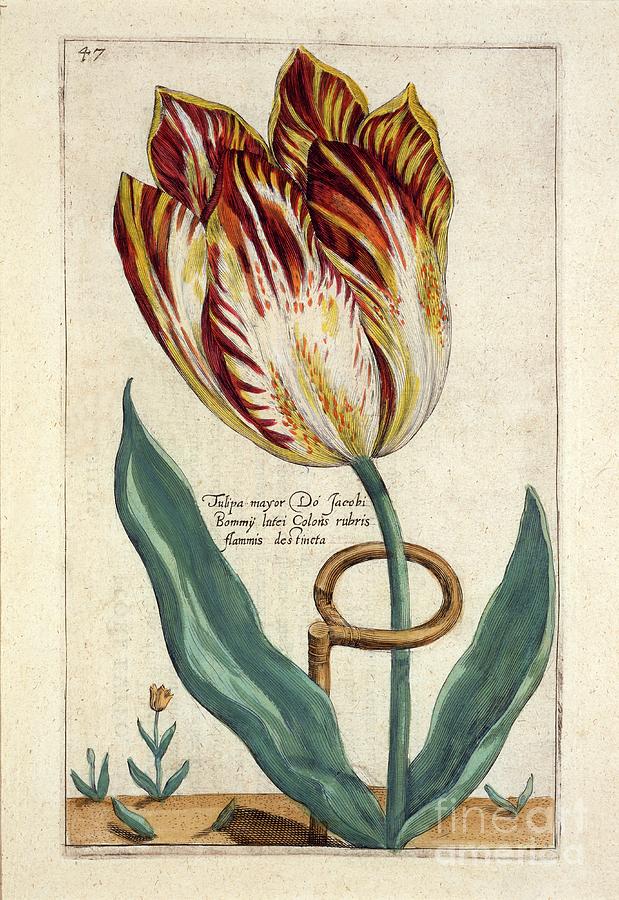 Tulipa Mayor Do Jacobi Bommy Drawing by Heritage Images