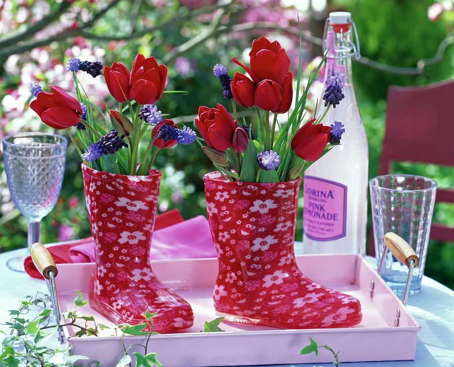 Tulipa, Muscari In Red Rubber Boots Photograph by Friedrich Strauss