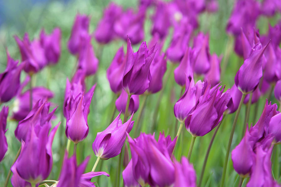 Tulipa Purple Dream 1 Photograph by Jenny Rainbow