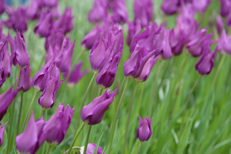 Tulipa Purple Dream 2 Photograph by Jenny Rainbow