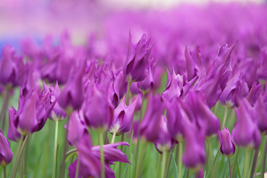 Tulipa Purple Dream 3 Photograph by Jenny Rainbow