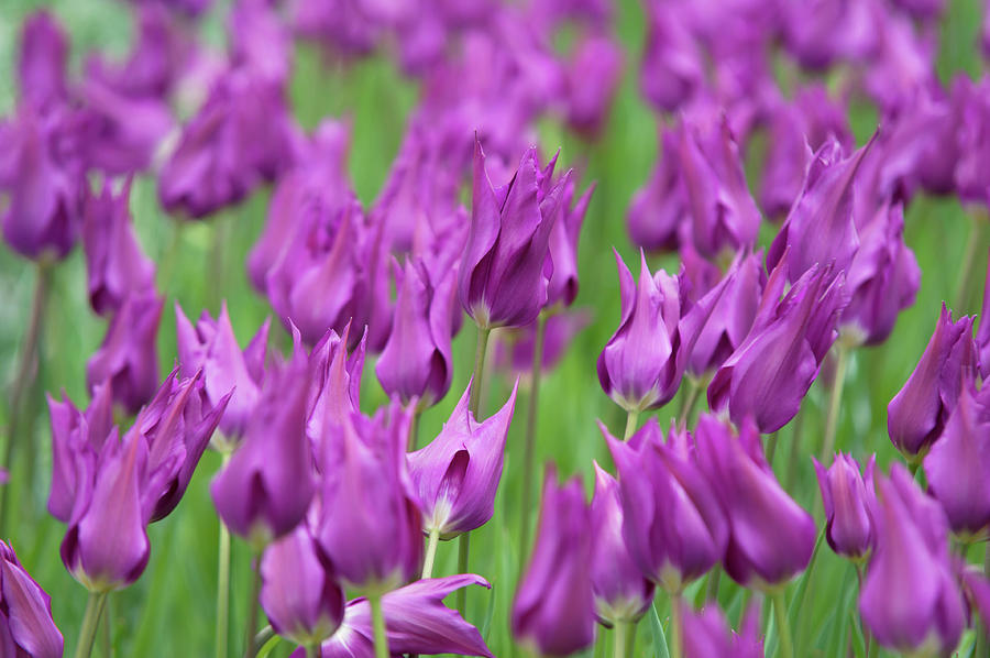 Tulipa Purple Dream 4 Photograph by Jenny Rainbow