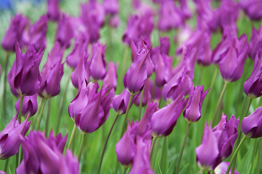 Tulipa Purple Dream Photograph by Jenny Rainbow