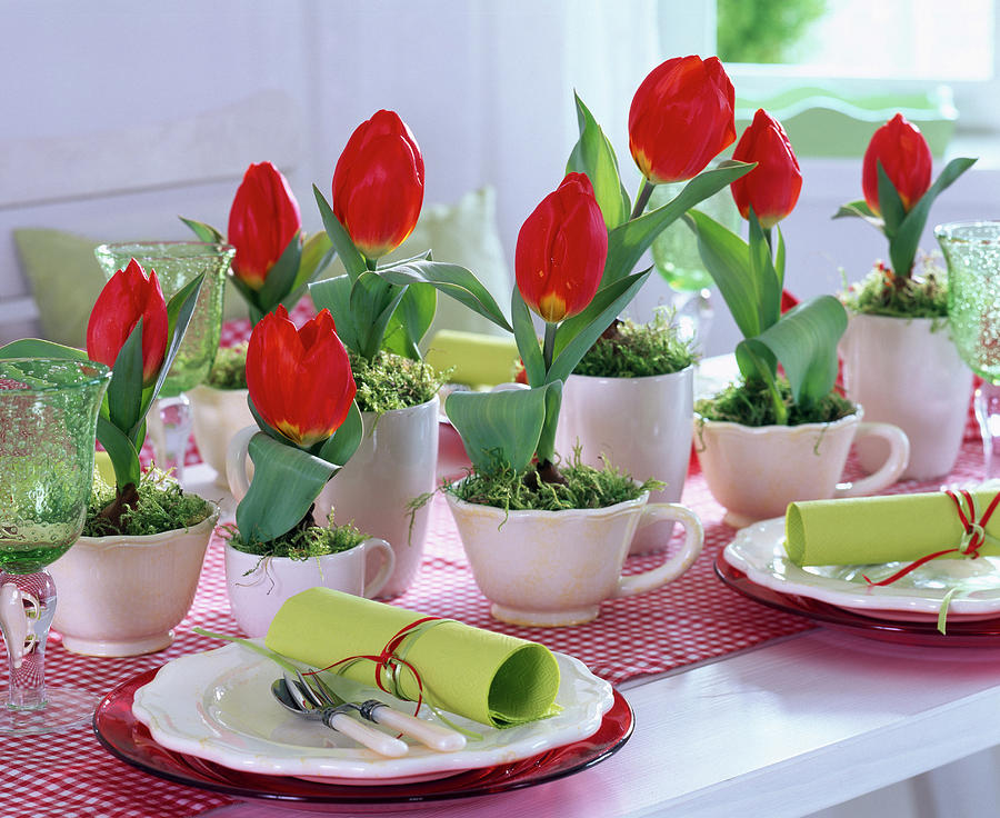 Tulipa red Paradise tulip In Ceramic Cups Photograph by Friedrich Strauss