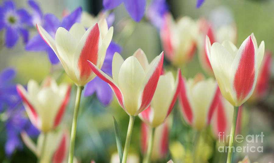 Tulipa Tinka Flowers Photograph by Tim Gainey