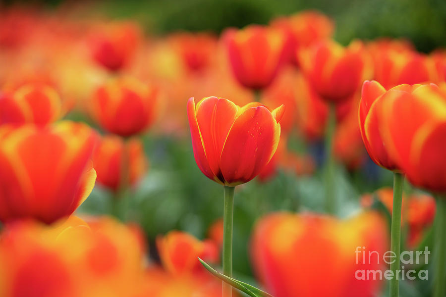 Tulip Photograph - Tulipa Worlds Favourite Flowers  by Tim Gainey