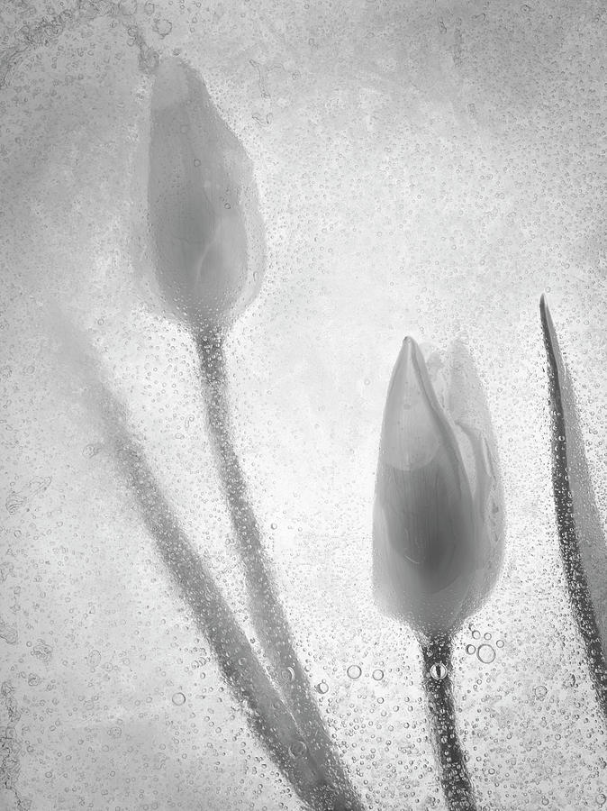 Tulip Photograph - Tulipanes Blancos 32 Bn-2 by Moises Levy