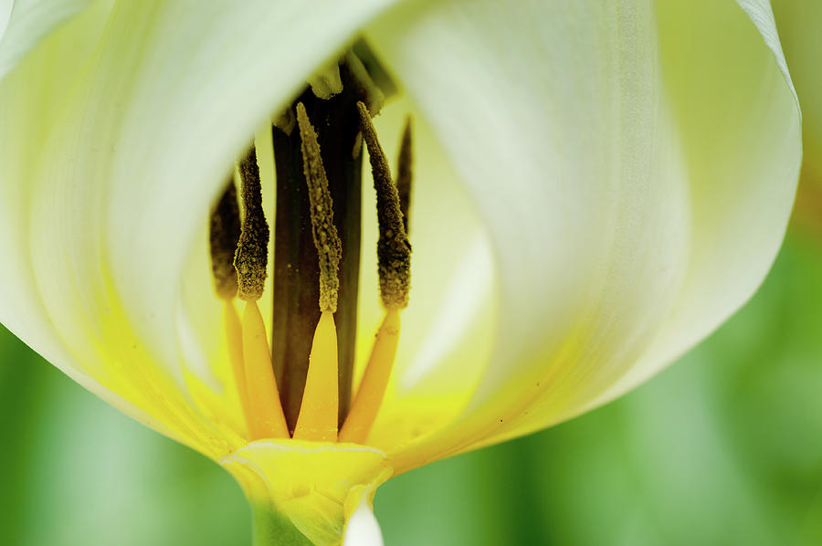 Tulipes De Morges Photograph by 1d110