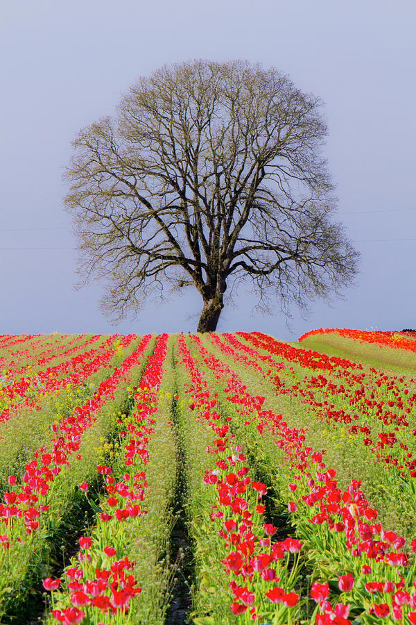 Tulips & Tree Silhouette Photograph by Bob Pool