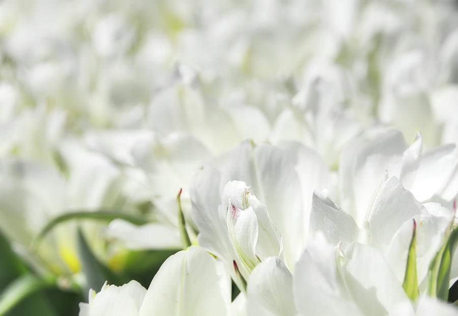 Tulips 3 #floral #tulip Photograph by Andrea Anderegg