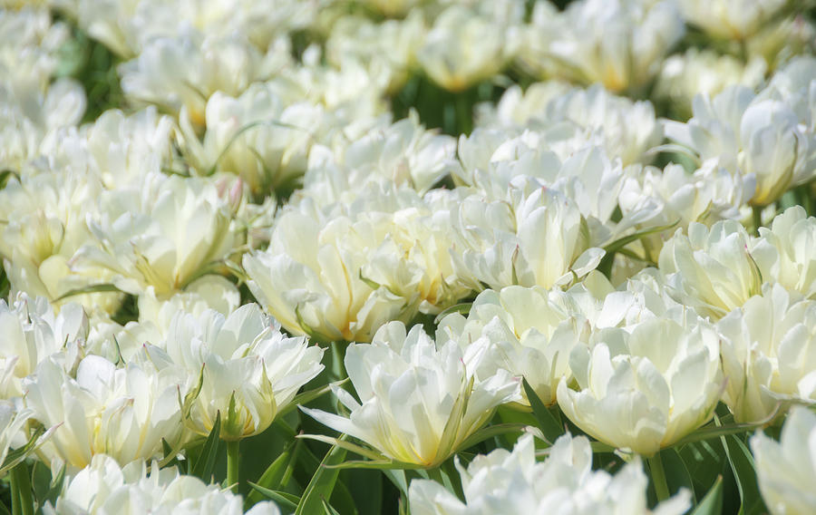 Tulips 4 #floral #tulip Photograph by Andrea Anderegg