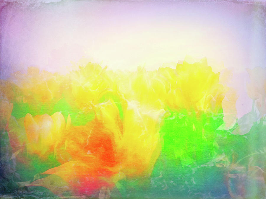 Tulips Abstract  Digital Art by Cathy Anderson