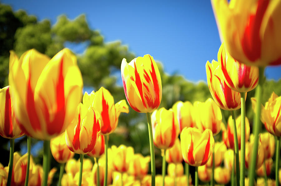 Tulips Against Blue Sky Photograph by Marser