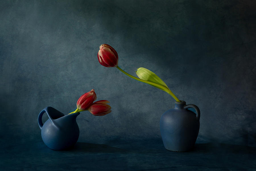 Tulips & Vases Photograph by Dennis Zhang
