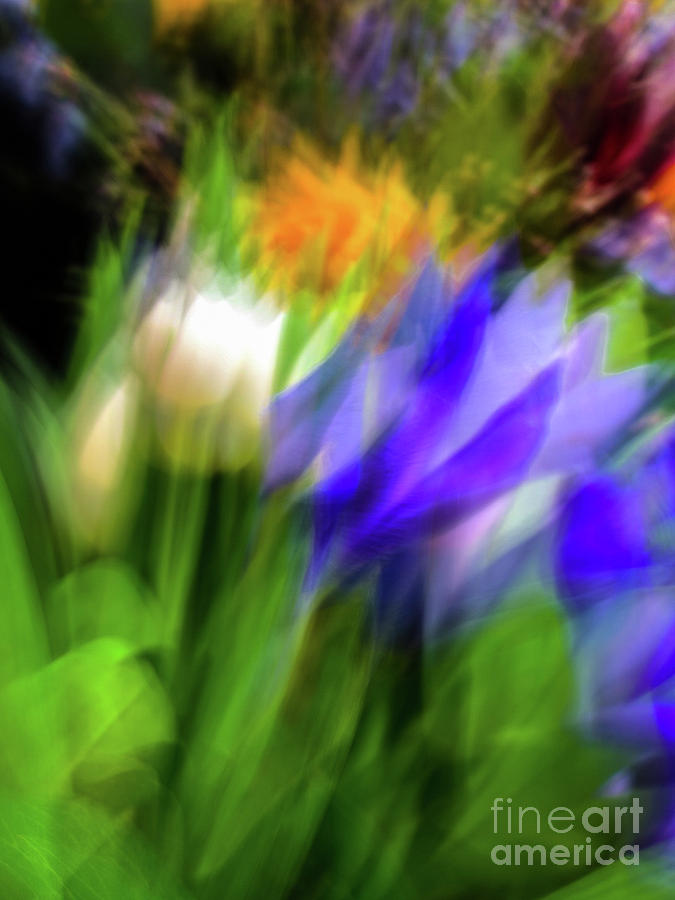 Tulips and blue Photograph by Phillip Rubino