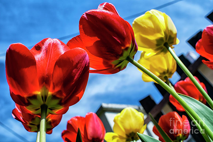 Tulips And Blue Sky Photograph by Nina Ficur Feenan