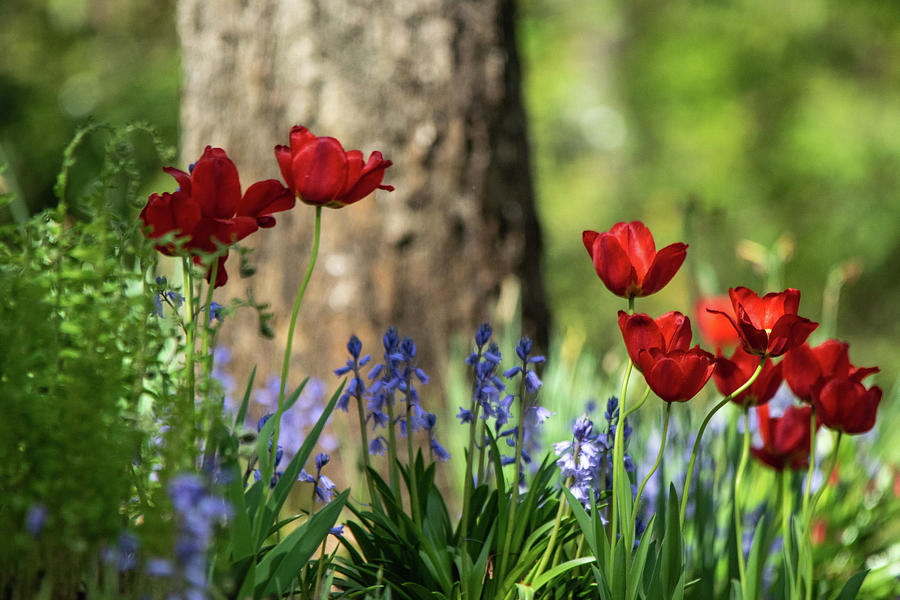 Tulips and Bluebells Photograph by Mary Ann Artz
