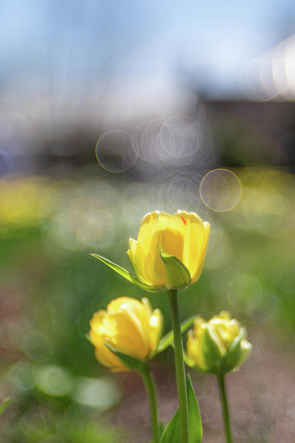 Tulips and Bokeh Bubbles Photograph by Brian Hale