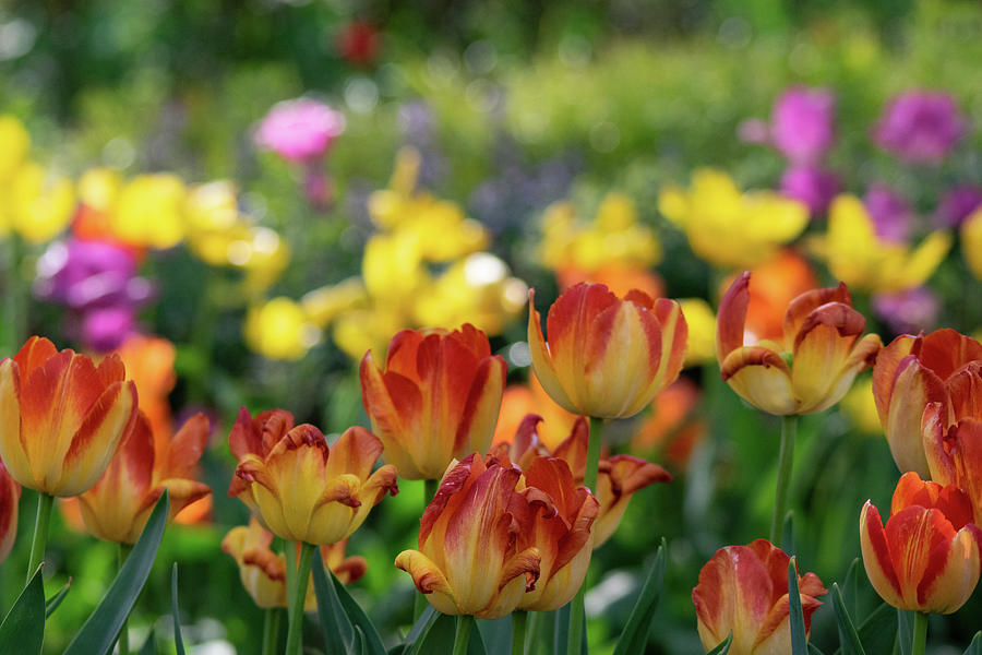 Tulips and Bokeh Photograph by Mary Ann Artz