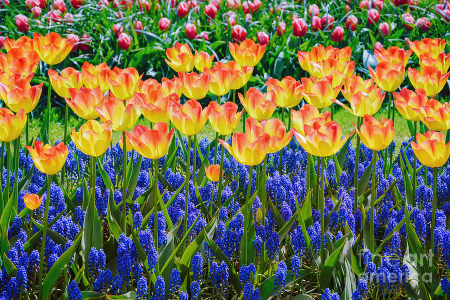 Ecosystem Photograph - Tulips And Muscari Flowers by Sergej Razvodovskij Ecosystem Photograph - Tulips And Muscari Flowers by Sergej Razvodovskij