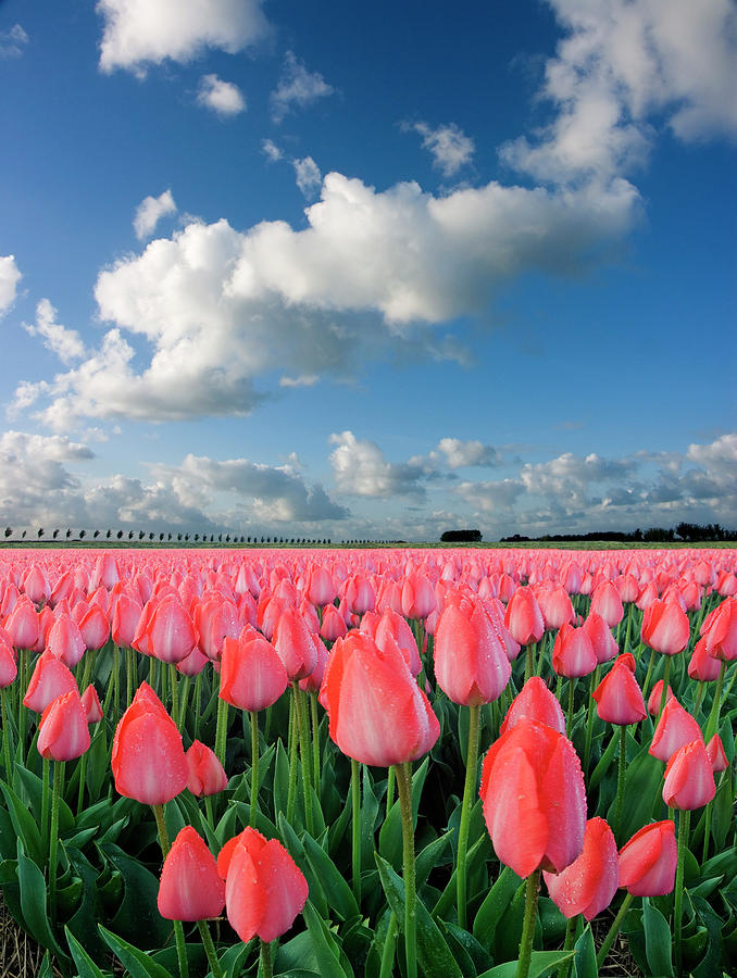 Tulips And Sky Photograph by Jacobh