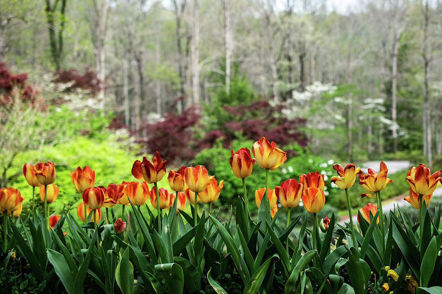 Tulips and Trees Photograph by Mary Ann Artz
