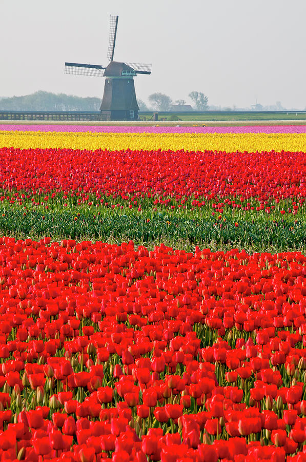 Tulips And Windmill Photograph by Jacobh