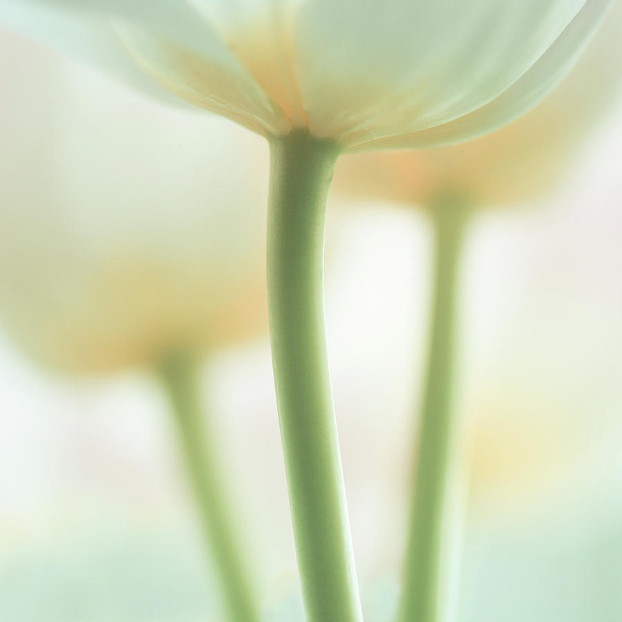 Tulips Photograph by Angela Fanton