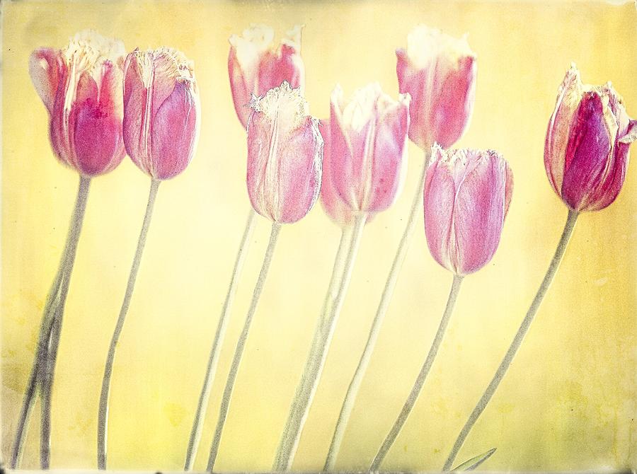 Tulips Photograph by Anna Cseresnjes - Fine Art America