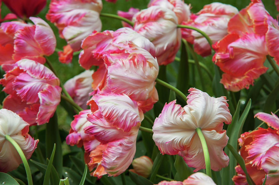 Tulips Apricot Parrot Photograph by Jenny Rainbow