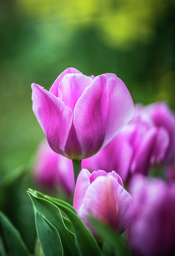 Tulips by Arnab Guha Photography