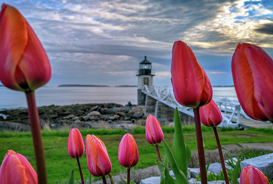 Forrest Gump Photograph - Tulips at Marshall Point by Rick Berk
