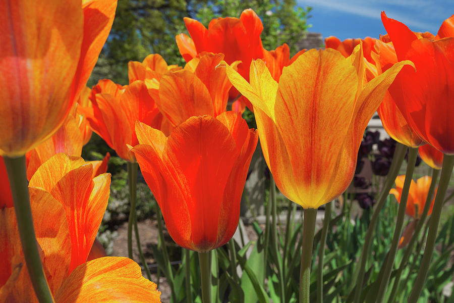 Tulips, Brooklyn Botanic Garden, Nyc Digital Art by Claudia Uripos