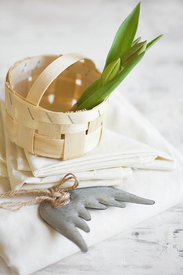 Tulips Bulbs In Chip-wood Basket On Stack Of Napkins Photograph by Alicja Koll