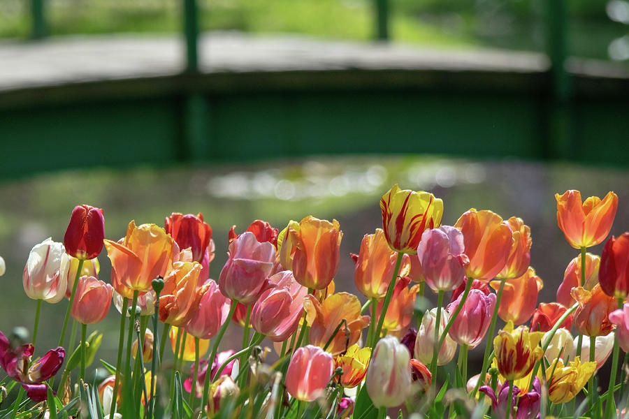 Tulips By The Bridge Photograph