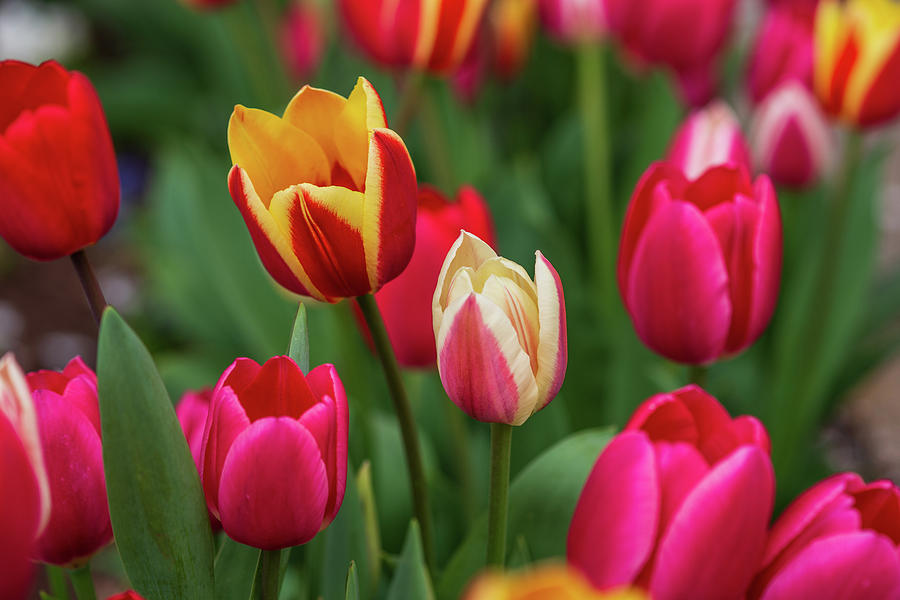 Tulips Photograph by Carrie Goeringer - Fine Art America
