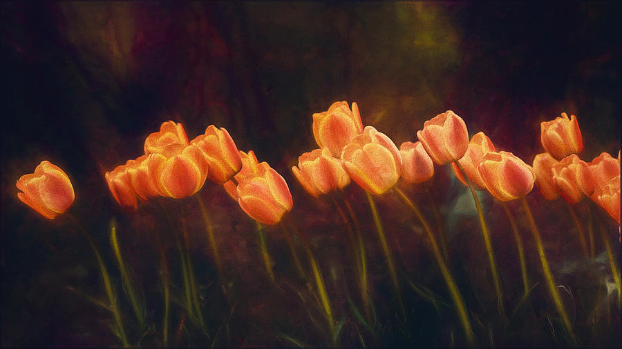 Tulips Photograph by Cicek Kiral