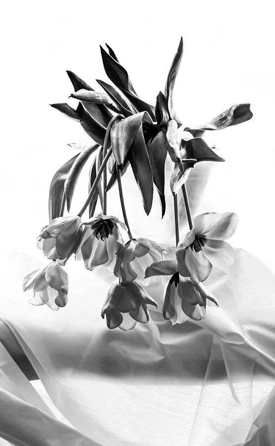 Tulips Disrobed Photograph by Maggie Terlecki