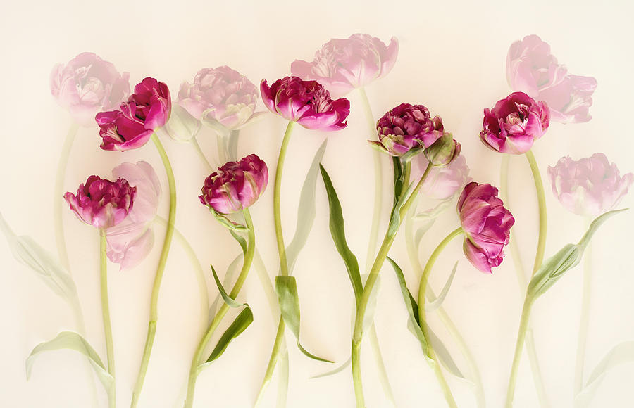 Tulip Photograph - Tulips by Ellen Van Deelen