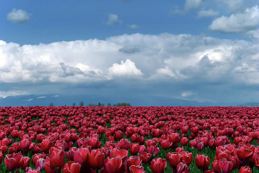 Tulips Festival Photograph by Simon Yu