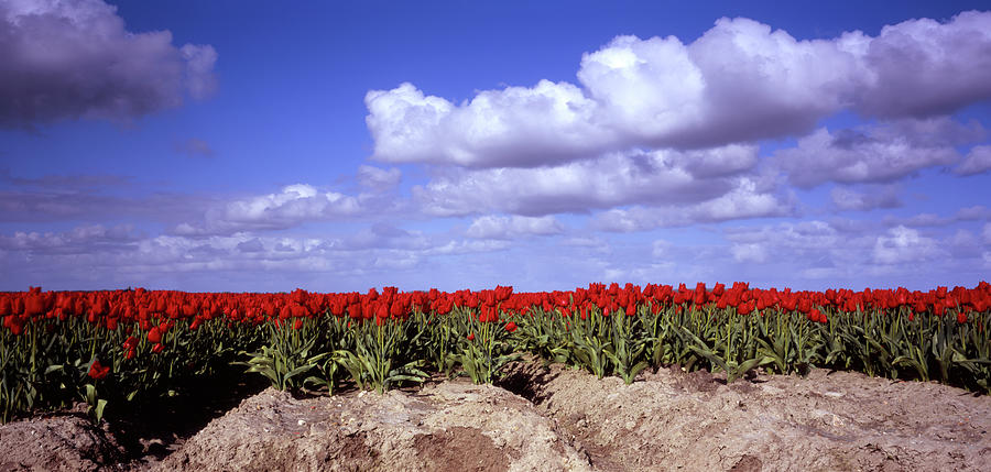 Tulips Field Photograph by Frank Bunnik