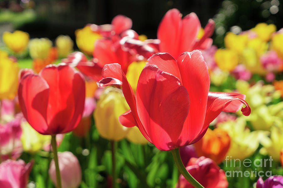 Tulips Sunshine Photograph by Anastasy Yarmolovich