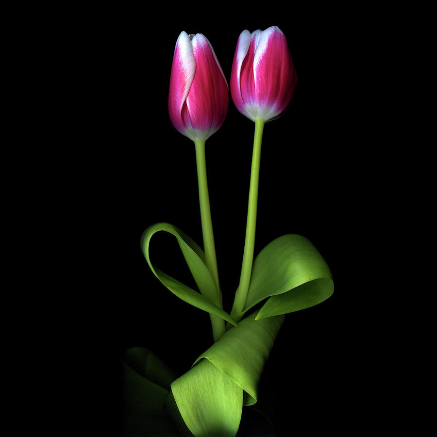 Tulips Flowers Photograph by Photograph By Magda Indigo