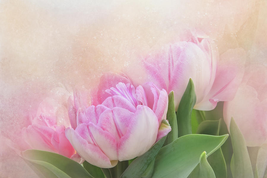 Tulips for Mom Digital Art by Terry Davis