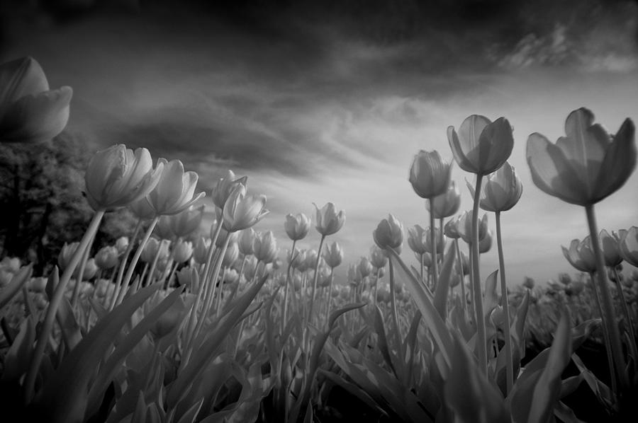Tulips Photograph by Franke De Jong