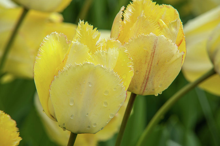 Tulips Fringed Elegance After Rain Photograph by Jenny Rainbow