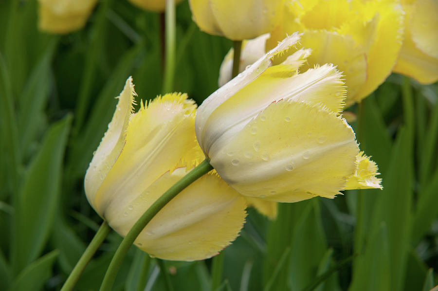 Tulips Fringed Elegance Photograph by Jenny Rainbow