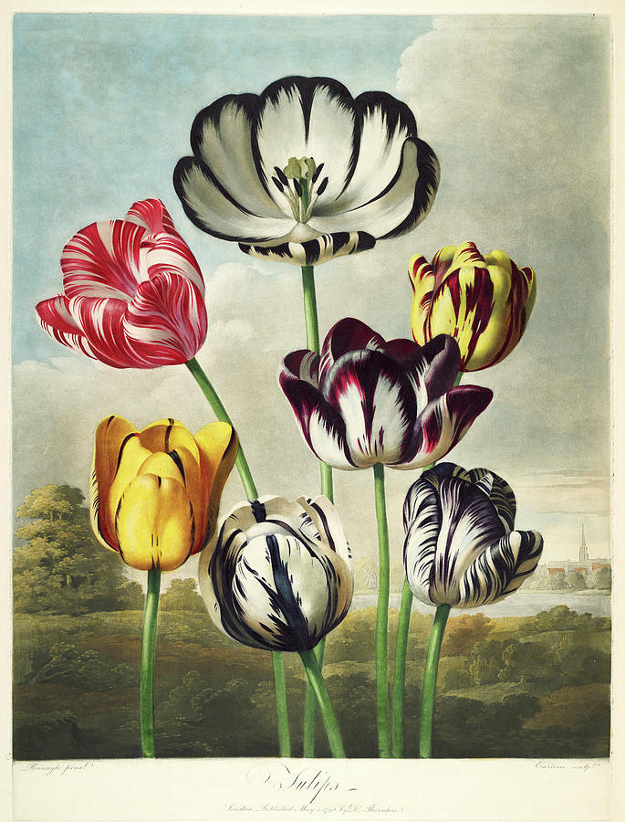 Nature Digital Art - Tulips From The The Temple Of Flora by Print Collection