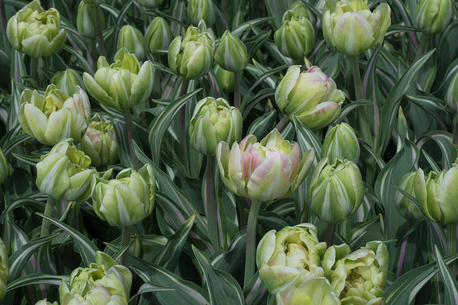 Tulips Galore Photograph by Eleanor Bortnick