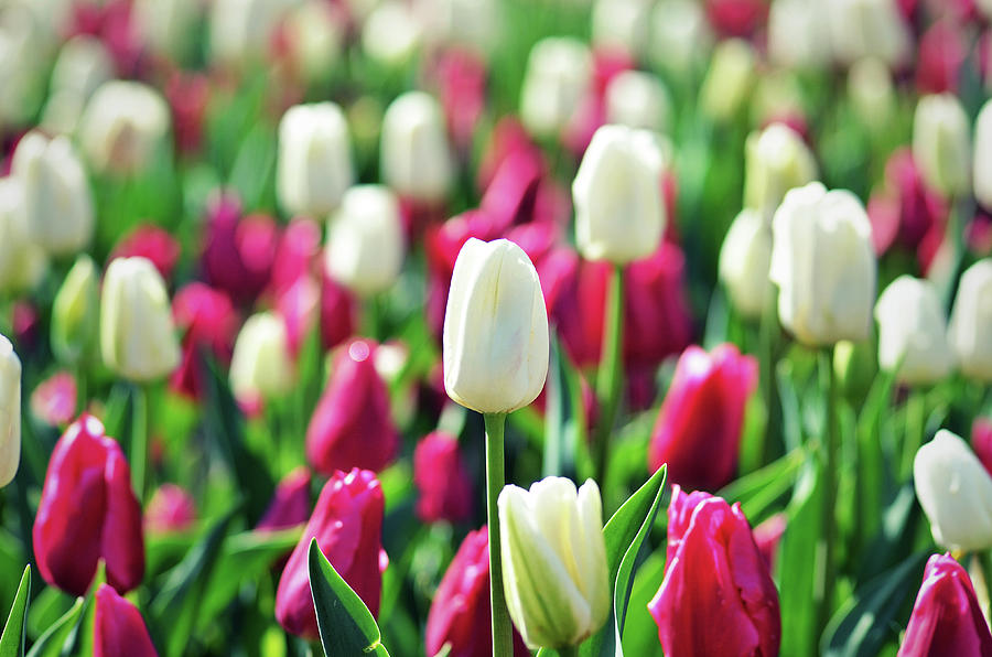 Tulips Garden, Maryland, Usa Photograph by Gary Ngo Photography